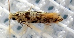 Nemapogon granella