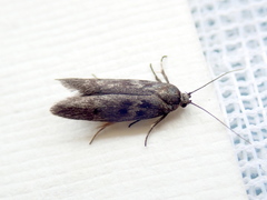 Oenochroa