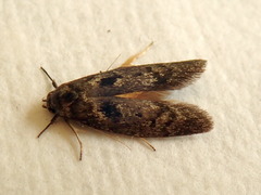 Oenochroa
