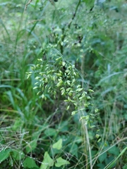 Festuca paradoxa