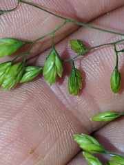 Festuca paradoxa