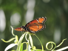 Limenitis archippus obsoleta