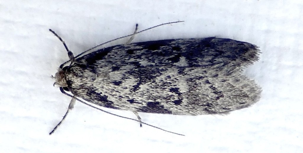 Philobota mathematica