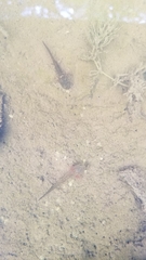 Ambystoma macrodactylum