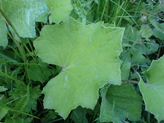 Tussilago farfara