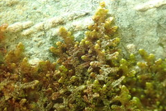 Frullania franciscana