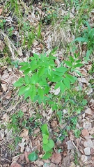 Vicia venosa