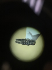 Taphrocerus nicolayi