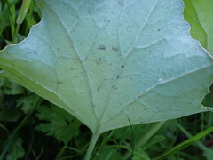 Tussilago farfara