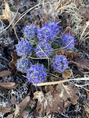Veronica alaskensis