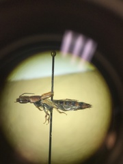 Platydracus cinnamopterus