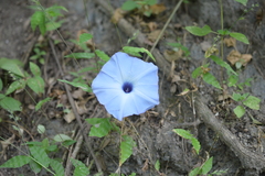 Ipomoea ophiodes