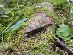 Parvimolge townsendi