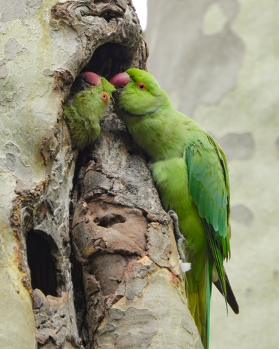Rose-Ringed Parakeet | Bush Warriors