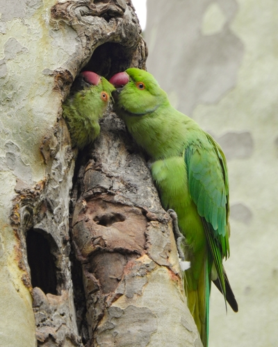 Rose-ringed Parakeet, photo 9 of 9
