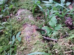 Parvimolge townsendi