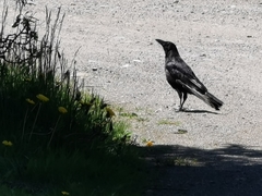 Corvus corax