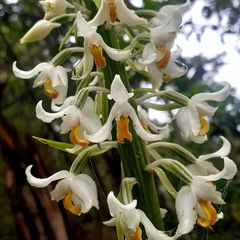 Calanthe calanthoides