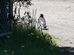 Corvus corax