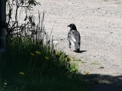Corvus corax
