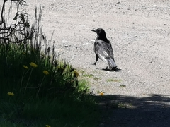 Corvus corax