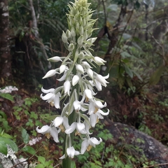 Calanthe calanthoides
