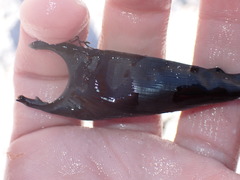 Rostroraja eglanteria