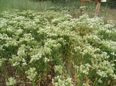 Lepidium appelianum
