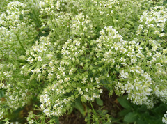 Lepidium appelianum