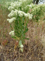 Lepidium appelianum