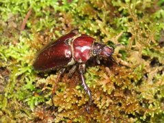 Sphaenognathus feisthamelii