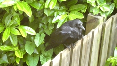 Corvus corone