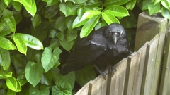Corvus corone