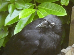 Corvus corone