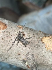 Aegomorphus modestus