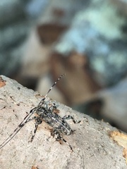 Aegomorphus modestus