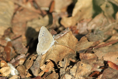 Glaucopsyche lygdamus