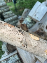 Aegomorphus modestus