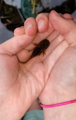 Ambystoma tigrinum