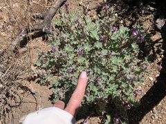 Lupinus concinnus optatus