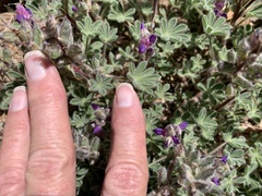 Lupinus concinnus optatus