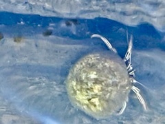 Clibanarius vittatus