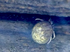 Clibanarius vittatus