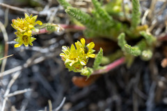 Ivesia campestris