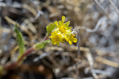 Ivesia campestris