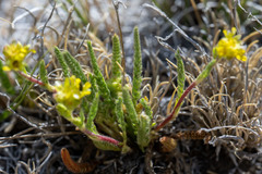 Ivesia campestris