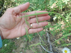 Bromus richardsonii