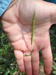 Elymus bakeri
