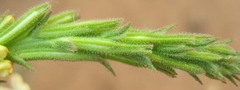 Chascanum