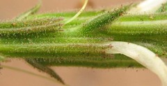 Chascanum